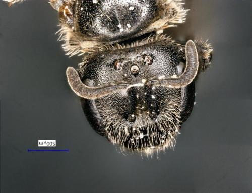 Lasioglossum glabriusculum